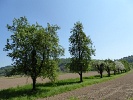 Weingartner Moor